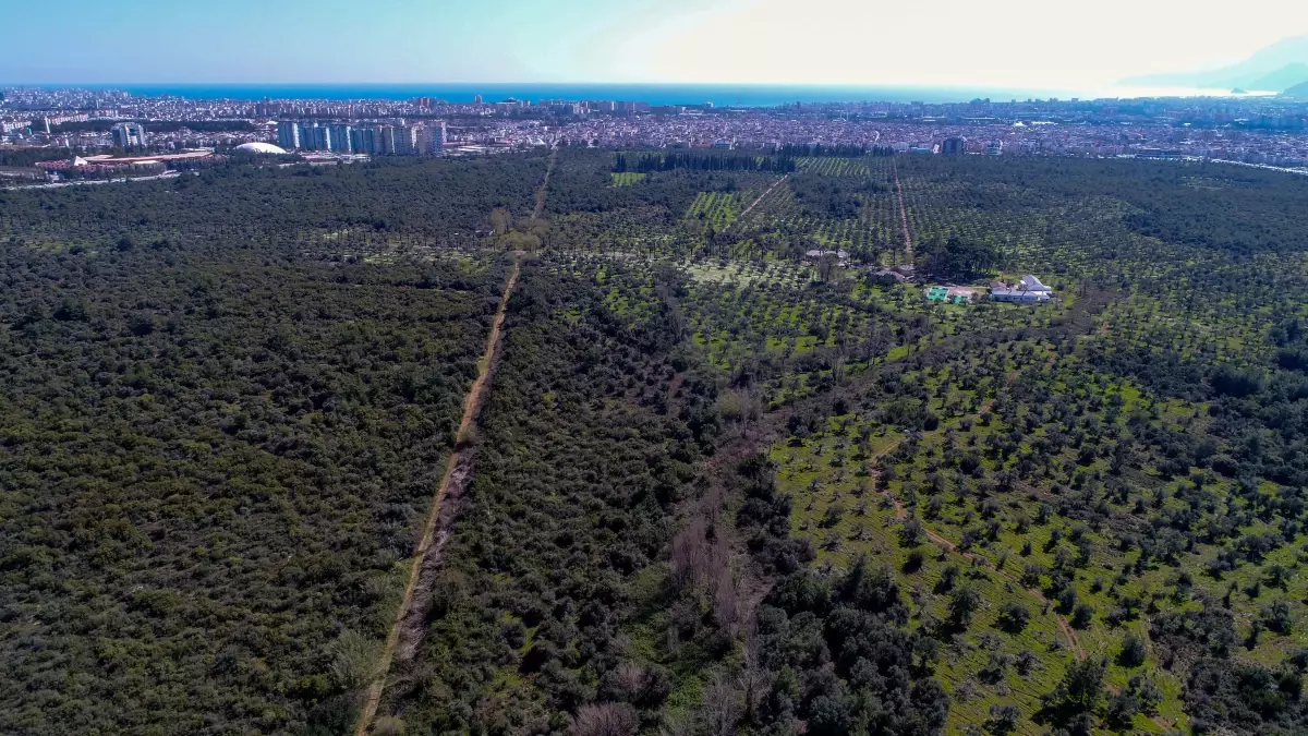 Antalya’da Zeytin Rekoltesinde Yüzde 55 Artış