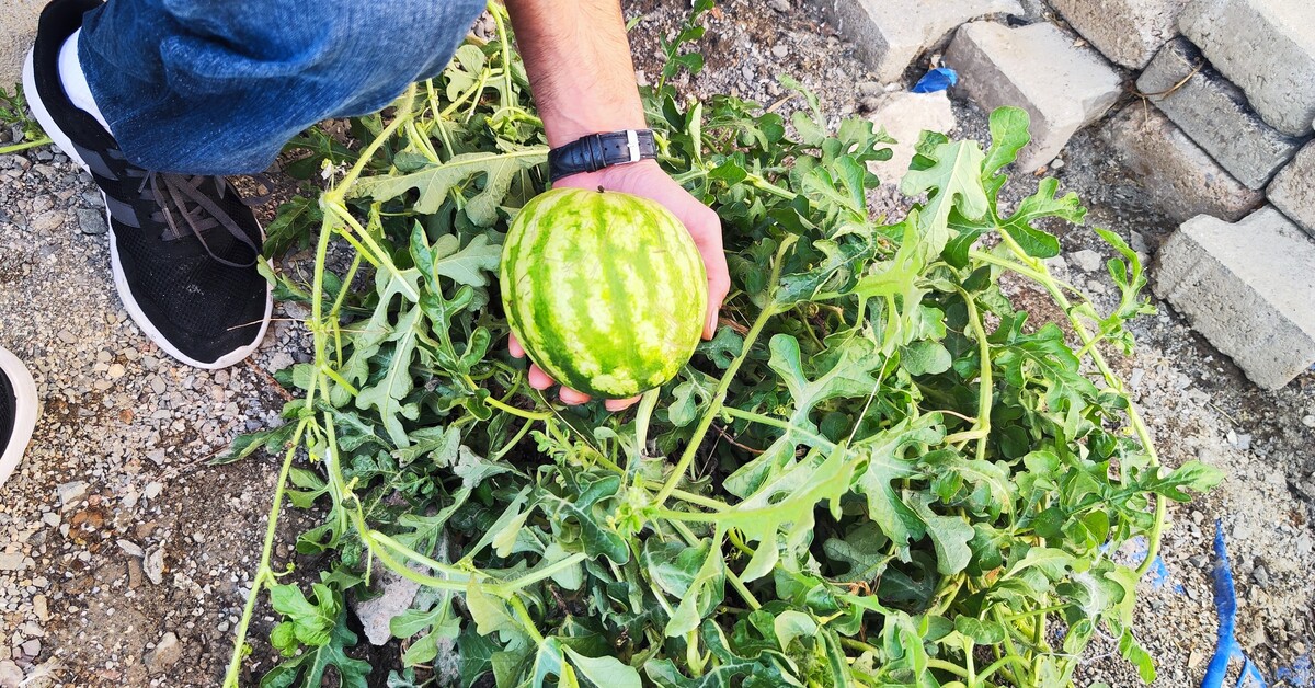 Karpuzun yetiştiği yer görenleri şaşırttı