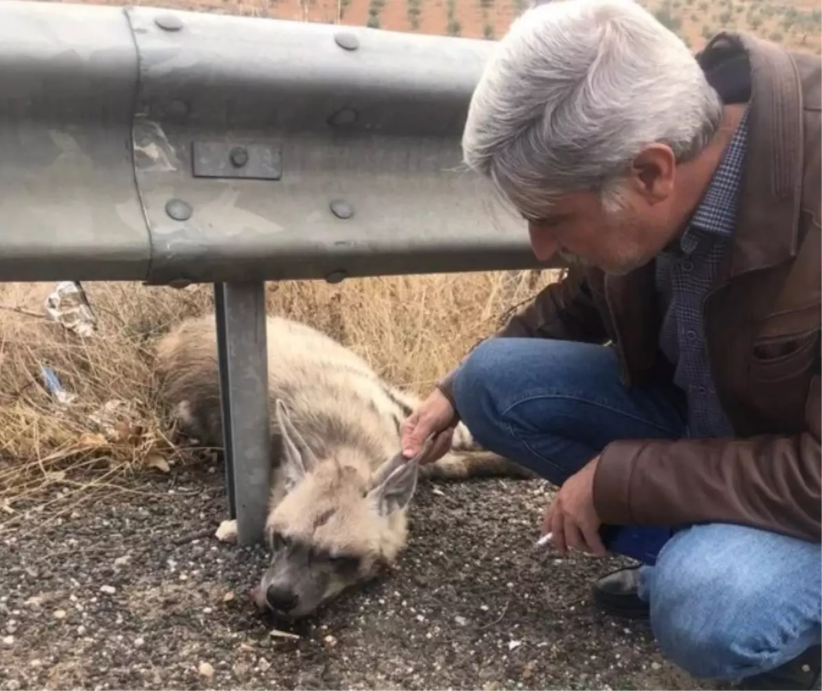 Nesli Tükenme Tehlikesi Altındaki Çizgili Sırtlan, Araç Çarpması Sonucu Hayatını Kaybetti