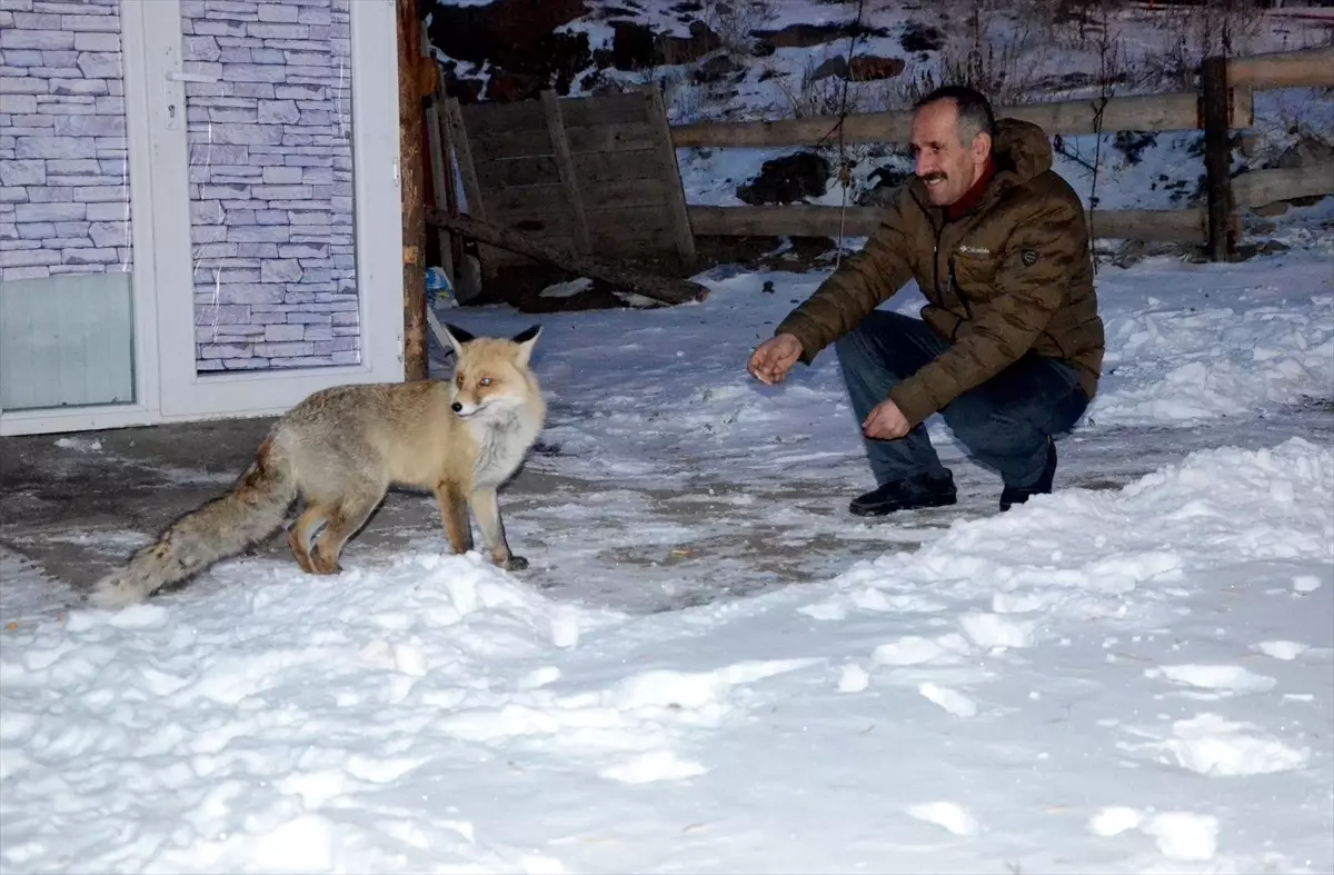 Sarıkamış’ta ‘Kar Güzeli’ Tilki