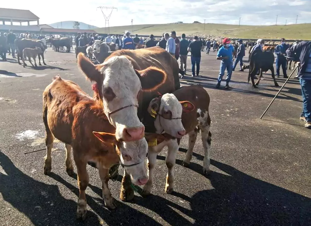 Bayburt’ta Hayvan Pazarındaki Karantina Sonlandı